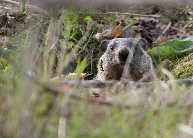 groundhog-peeping